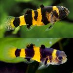 Bumblebee Goby