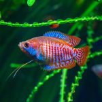 Dwarf Gourami