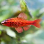 Cherry Barb