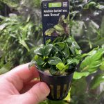 Stoffels Anubias barteri var. Bonsai