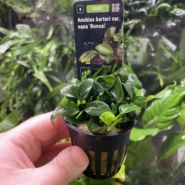 Stoffels Anubias barteri var. Bonsai