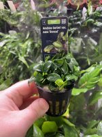 Stoffels Anubias barteri var. Bonsai