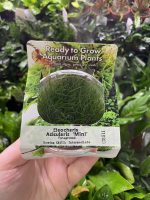 RTG Eleocharis acicularis ‘Mini’