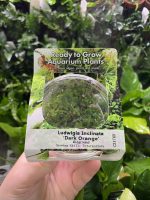 RTG Ludwigia Dark Orange TC