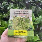 RTG Bacopa monnieri ‘Compact White’