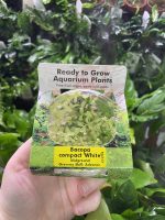 RTG Bacopa monnieri ‘Compact White’