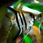 Zebra Angel Fish (Pterophyllum scalare) small
