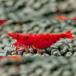 Bloody Mary Shrimp