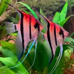 Large Manacapuru Angelfish – "Red Back Angels"