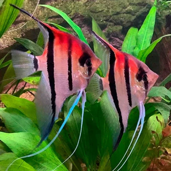 Large Manacapuru Angelfish – "Red Back Angels"