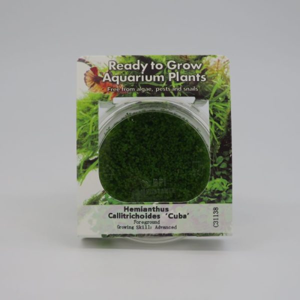 RTG Hemianthus callitrichoides 'cuba' tc