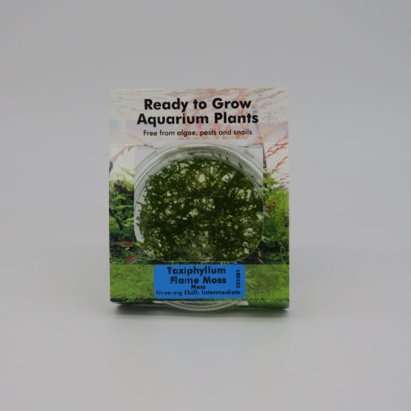 RTG Taxiphyllum Flame Moss tc