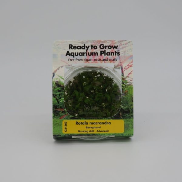 RTG Rotala macrandra tc