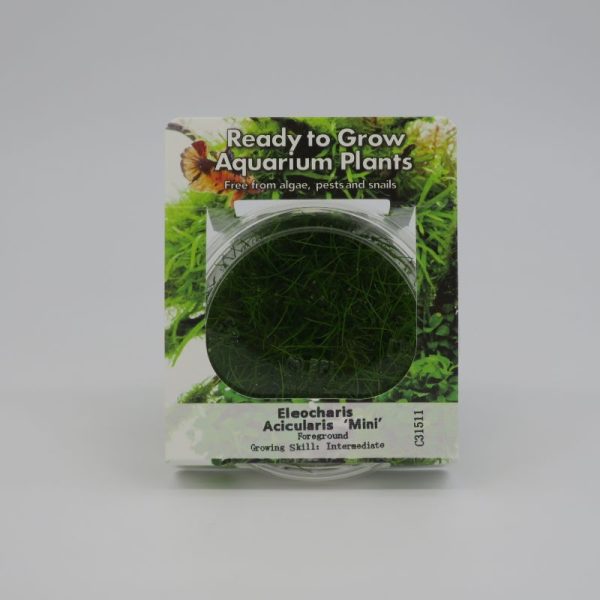 RTG Eleocharis acicularis 'Mini'