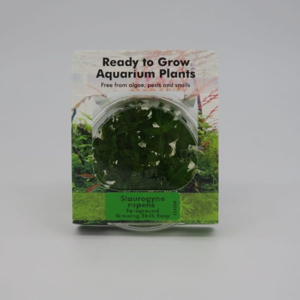 RTG Staurogyne repens tc