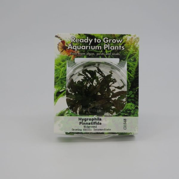 RTG Hygrophila pinnatifida tc
