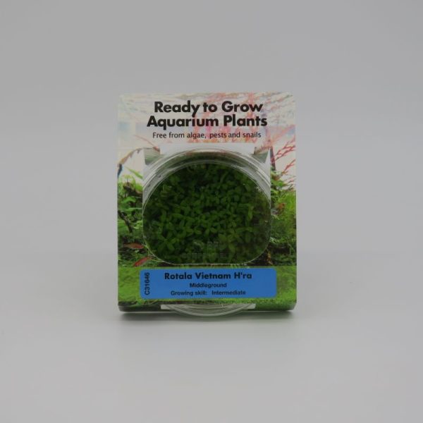 RTG Rotala Vietnam H'ra tc