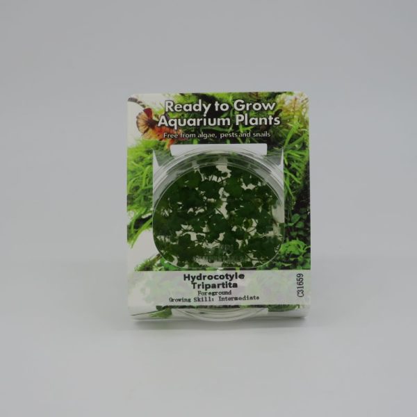 RTG Hydrocotyle tripartita tc