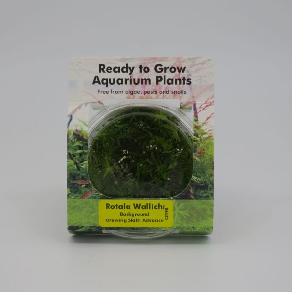 RTG Rotala Wallichi tc