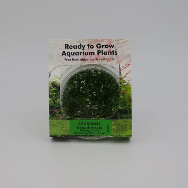 RTG Lilaeopsis brasiliensis tc