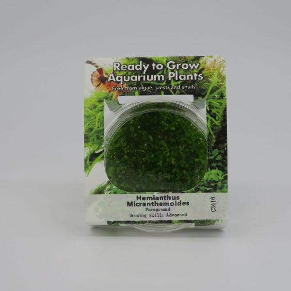 RTG Hemianthus micranthemoides tc