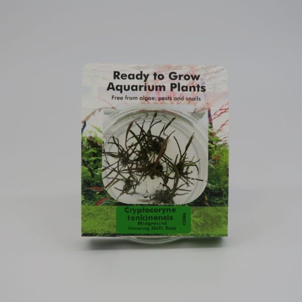 RTG Cryptocoryne tonkinensis