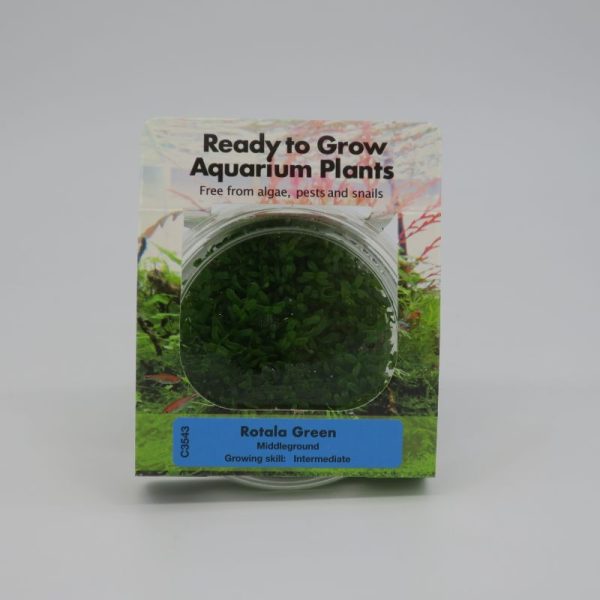 RTG Rotala Green tc