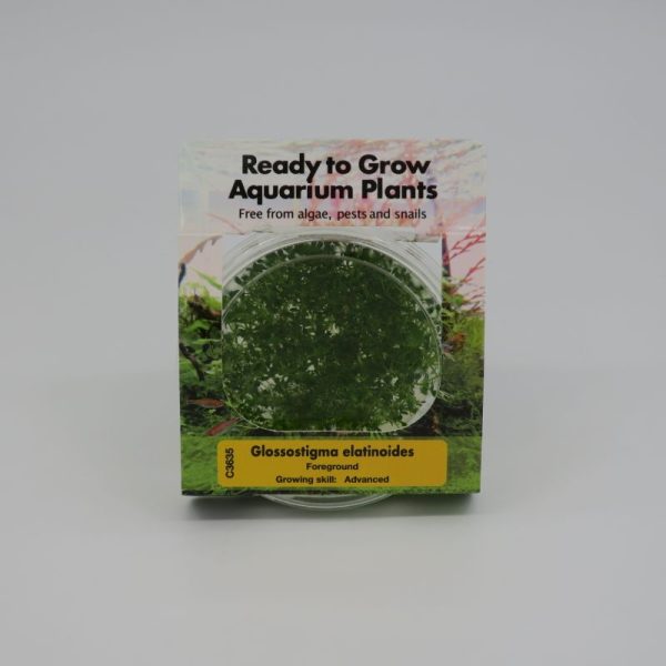 RTG Glossostigma elatinoides