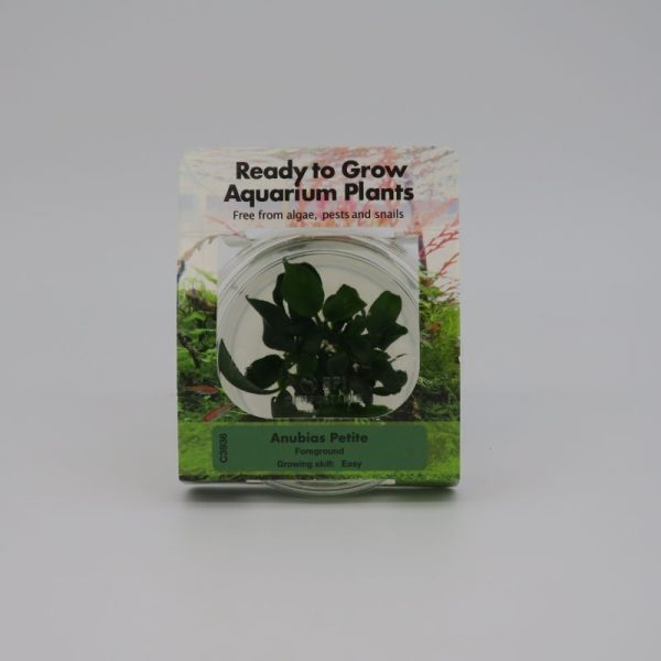 RTG Anubias barteri 'Petite'