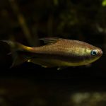 Emperor Tetra (Nematobrycon palmeri) - Image 4