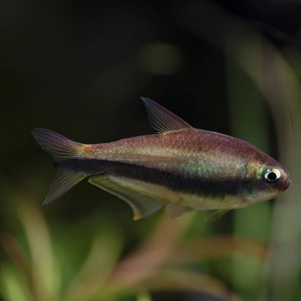 Emperor Tetra Nematobrycon palmeri 2