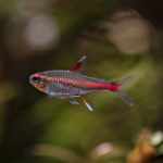 Glowlight Tetra (Hemigrammus erythrozonus) - Image 4