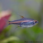 Glowlight Tetra (Hemigrammus erythrozonus)