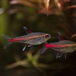Glowlight Tetra (Hemigrammus erythrozonus) - Image 2