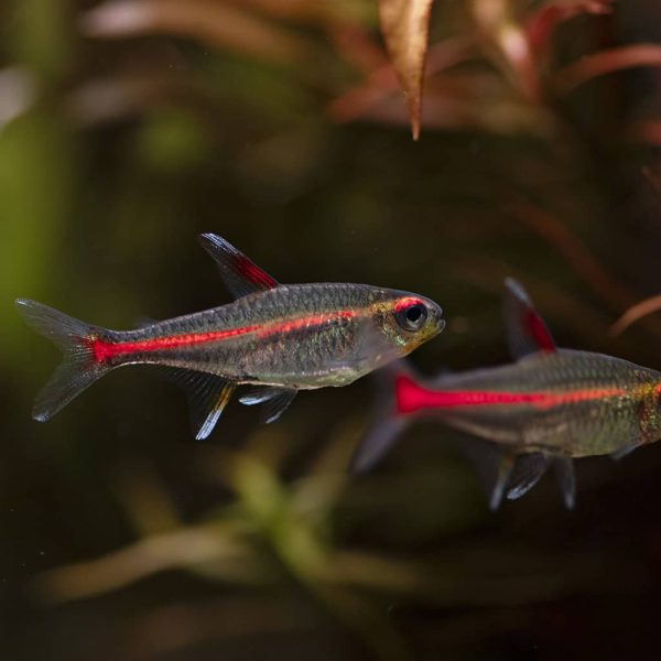 Glowlight Tetra Hemigrammus erythrozonus 3