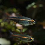 Glowlight Tetra (Hemigrammus erythrozonus) - Image 3