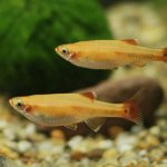 Golden White Cloud Minnow