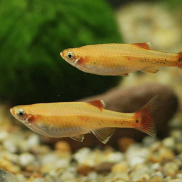 Golden White Cloud Minnow