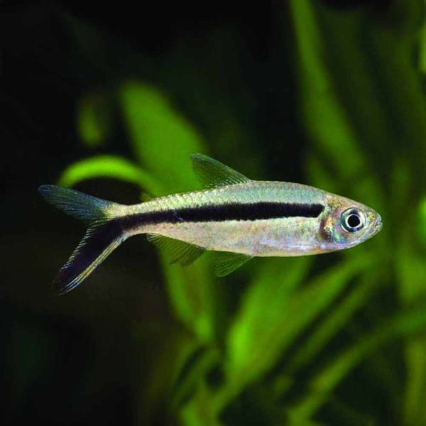 Penguin Tetra (Thayeria boehlkei)