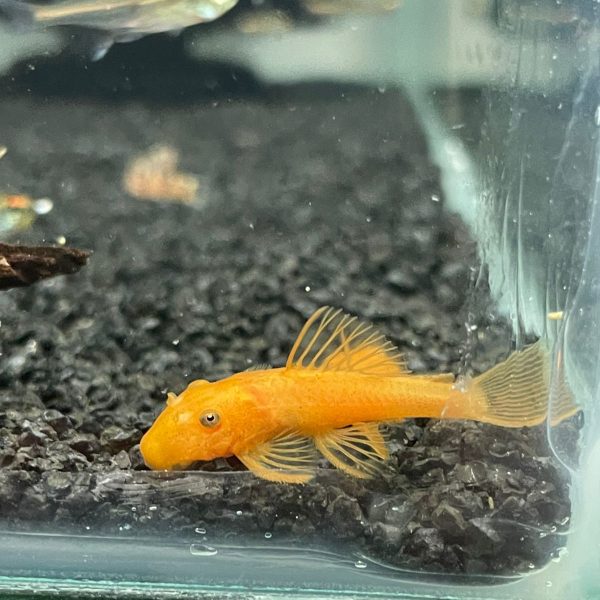 Ancistrus Super Red (Super Red Bristlenose Pleco) M