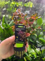 Stoffels Ludwigia palustris 'Super Red'