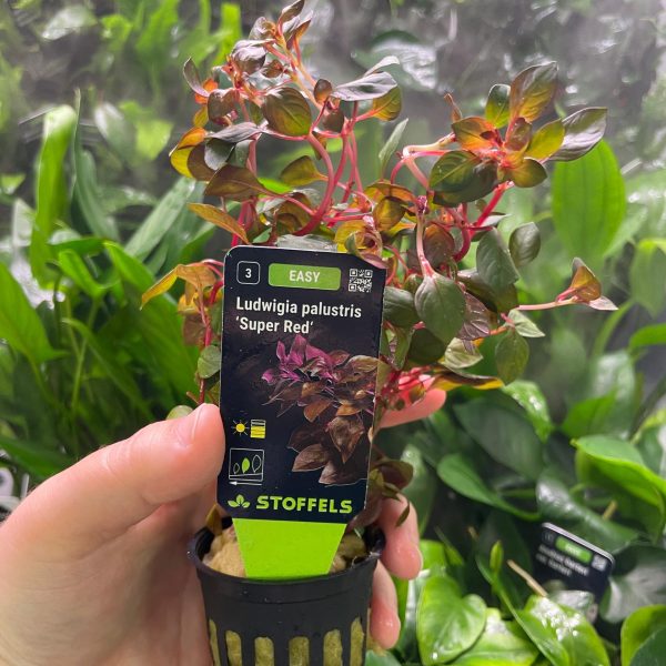 Stoffels Ludwigia palustris 'Super Red'