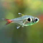 Yellow Phantom Tetra (Hyphessobrycon roseus – Yellow Morph)