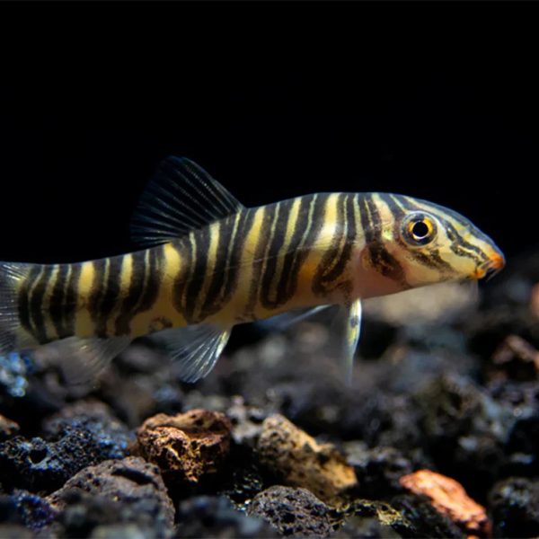 Zebra Loach (Botia striata)