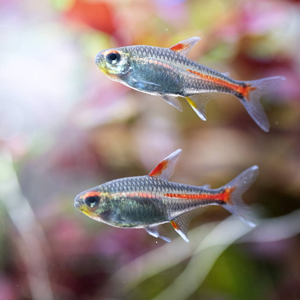 hemigrammus-erythrozonus-in-aquarium-2025-10-27-08-36-27-utc Glowlight Tetra (Hemigrammus erythrozonus) - Image 1
