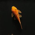 Ancistrus Super Red (Ancistrus sp.) medium