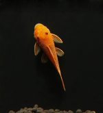 Ancistrus Super Red (Ancistrus sp.) small
