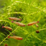 Golden White Cloud Minnow (Tanichthys albonubes)