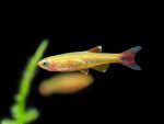 Golden White Cloud Minnow (Tanichthys albonubes) - Image 2