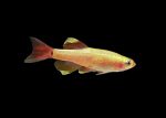 Golden White Cloud Minnow (Tanichthys albonubes) - Image 3